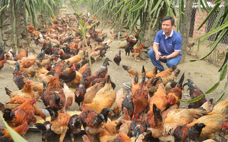 Tự tạo cơ hội: Lên núi nuôi gà sạch