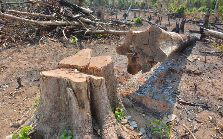 20 ha rừng phòng hộ bị chặt phá