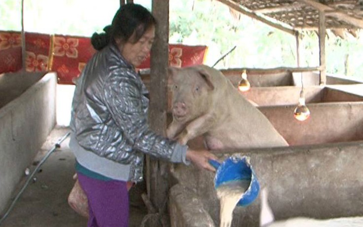Tự tạo cơ hội: Thành công với mô hình nuôi lợn sinh sản