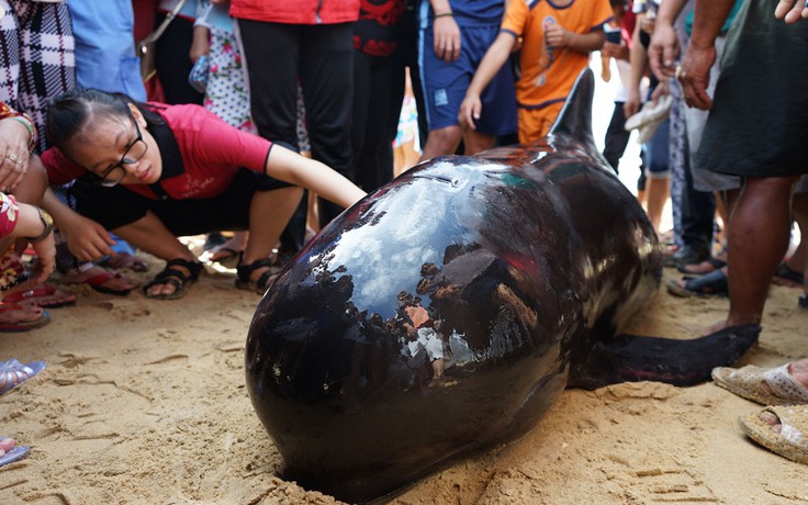 Cá heo dài 3 mét bị thương dạt vào biển Quy Nhơn