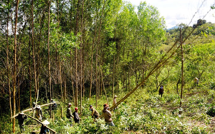 Dân hăm dọa cán bộ nhổ bỏ rừng trồng trái phép