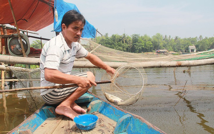 Tự tạo cơ hội: Nuôi cá sặt trên sông