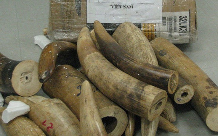 Phát hiện hơn 500 kg nghi ngà voi giấu trong gỗ