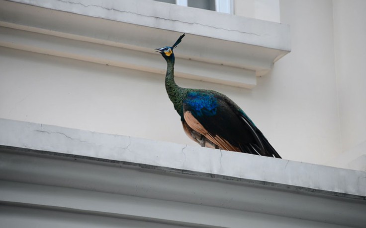 Bắt được chim công rất quý ngay trung tâm Sài Gòn