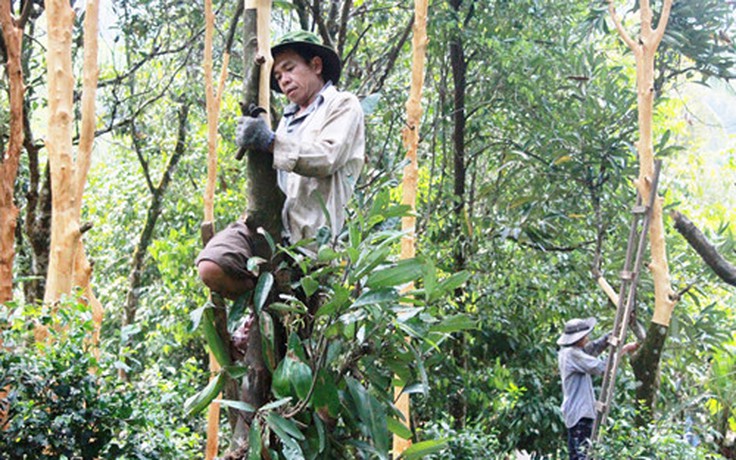 Quảng Ngãi xây dựng vùng chuyên canh cây quế