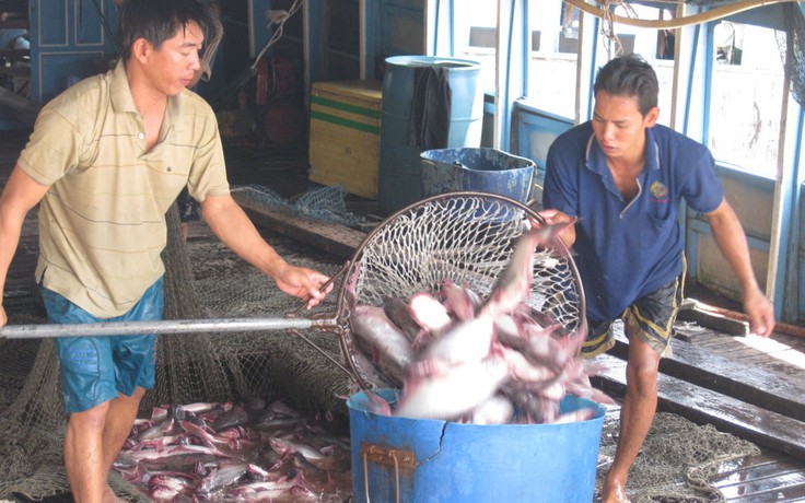Cá ở Khánh Hòa chết do hiện tượng 'tảo nở hoa'