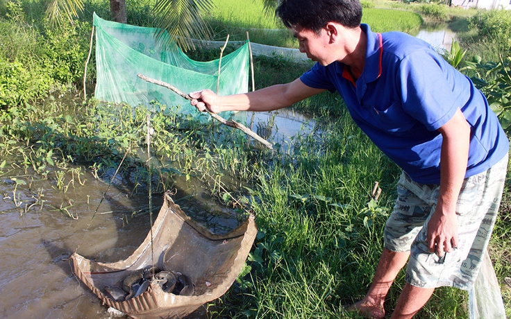 Khôi phục nguồn lợi cá đồng U Minh Thượng
