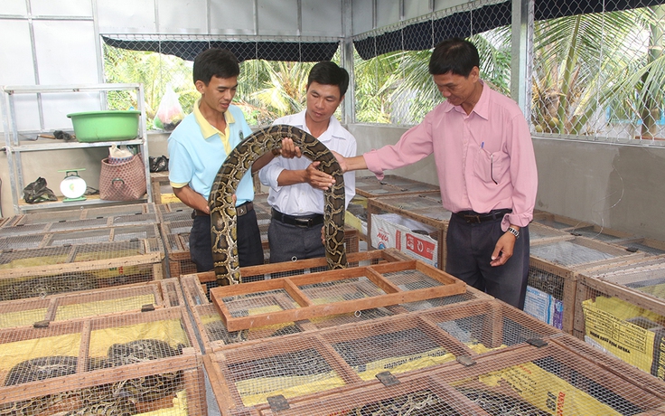 Rủ nhau nuôi trăn thoát nghèo