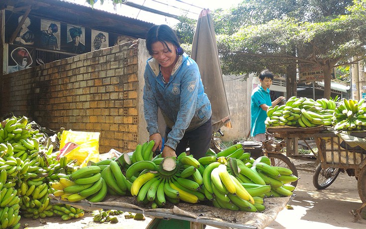 Tuổi trẻ Đồng Nai mở chiến dịch 'giải cứu' chuối cho nông dân