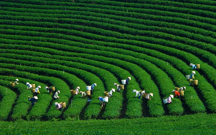 Khai mạc lễ hội trà trên cao nguyên Mộc Châu