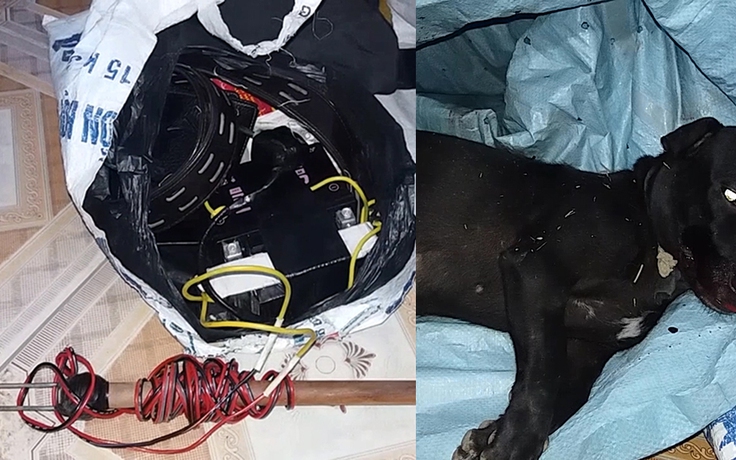 Trộm chó bị bắt cùng súng điện, xác chó