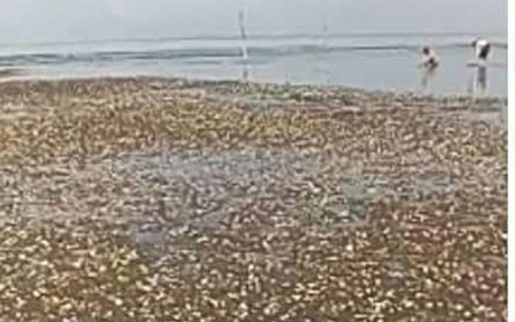 Cá, nghêu chết hàng loạt vùng ven biển Kiên Lương - Hà Tiên