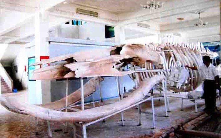Người dân xem bộ xương cá voi ‘khủng' cách đây 200 năm là báu vật