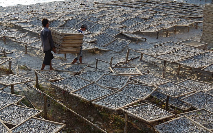 Làm cá cơm khô ở Thổ Châu thu lãi vài chục triệu/tháng