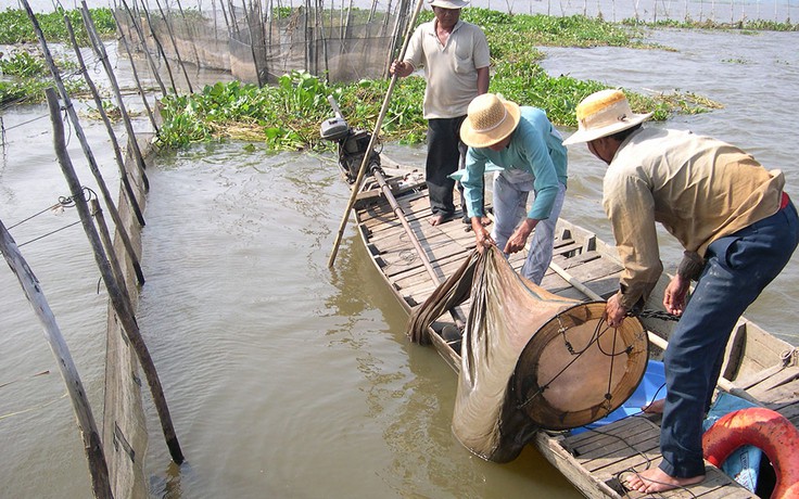 An Giang cấm khai thác cá linh non dưới 55 mm
