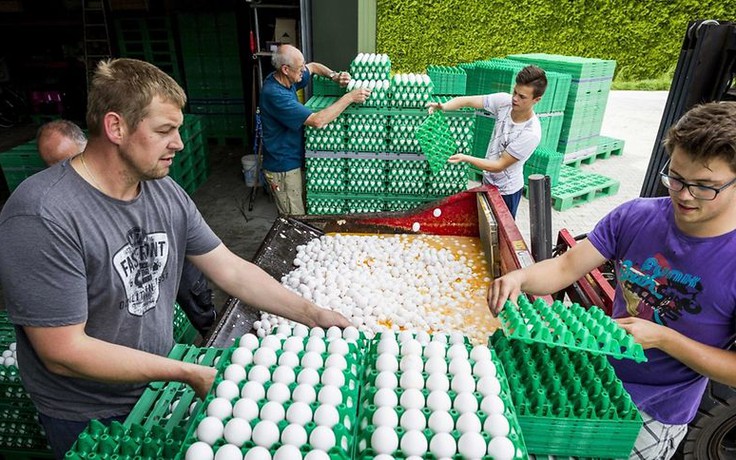 Siêu thị ở Anh khẩn trương thu hồi thực phẩm chế biến từ trứng gà nhiễm độc