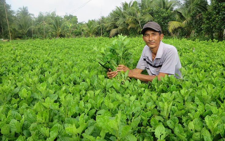 Sống khỏe nhờ rau cải trời