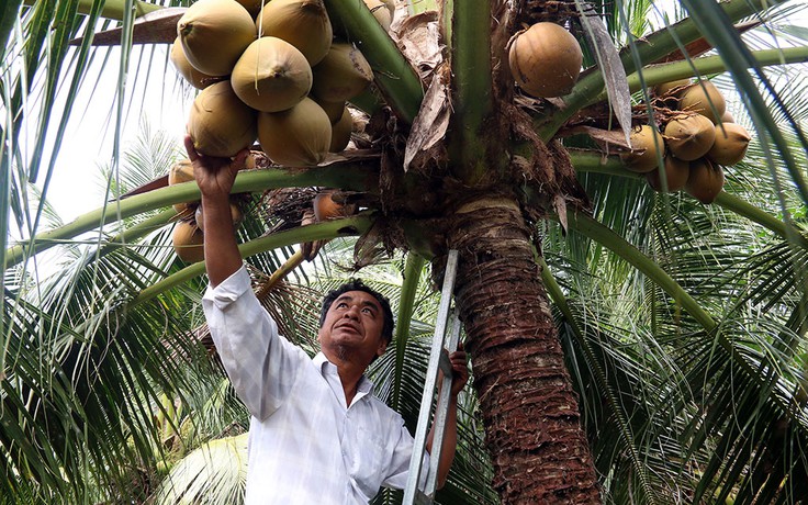 Kiếm hàng trăm triệu đồng từ trồng dừa, trồng sen