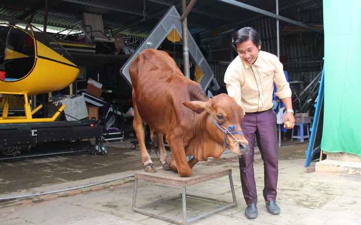 Người 'biến' bò đá banh làm xiếc và đừng mắng nhiếc 'ngu như bò' nữa