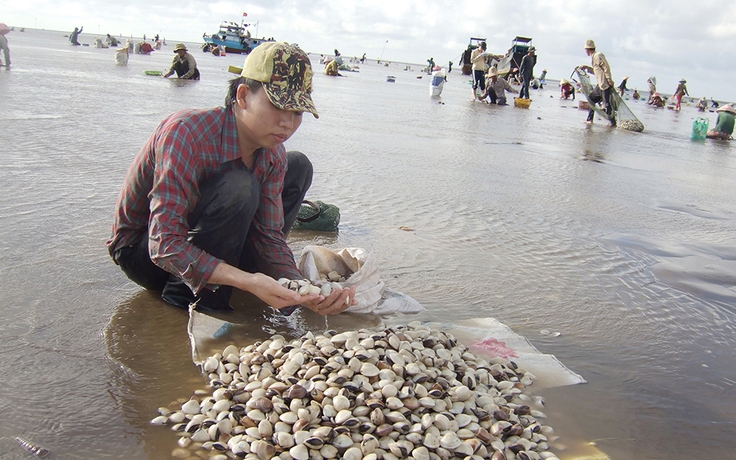 Nghêu chết bất thường, thiệt hại hàng tỉ đồng