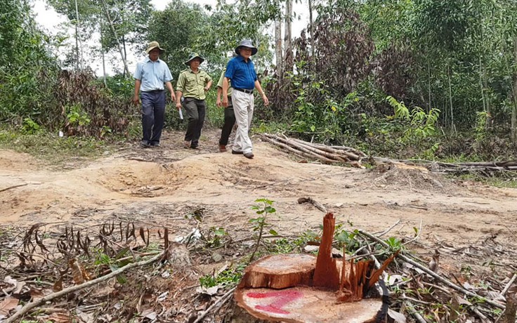 Vụ tận thu rừng trồng sai quy định: Chuyển hồ sơ sang cơ quan điều tra