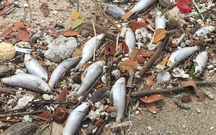 Cá chết trôi dạt trên bờ biển ở Hà Tĩnh là do ngư dân rũ lưới
