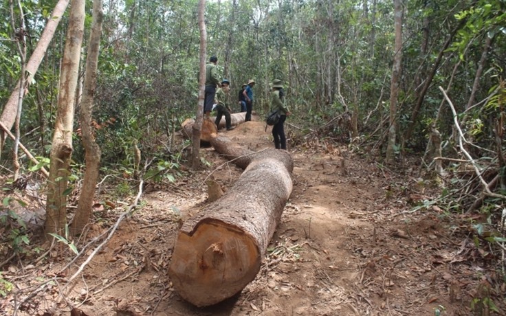 40 người đe dọa lực lượng chức năng cướp tang vật phá rừng