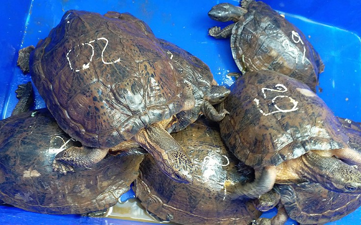 Vận chuyển gần 500 kg rùa, rắn chưa rõ nguồn gốc