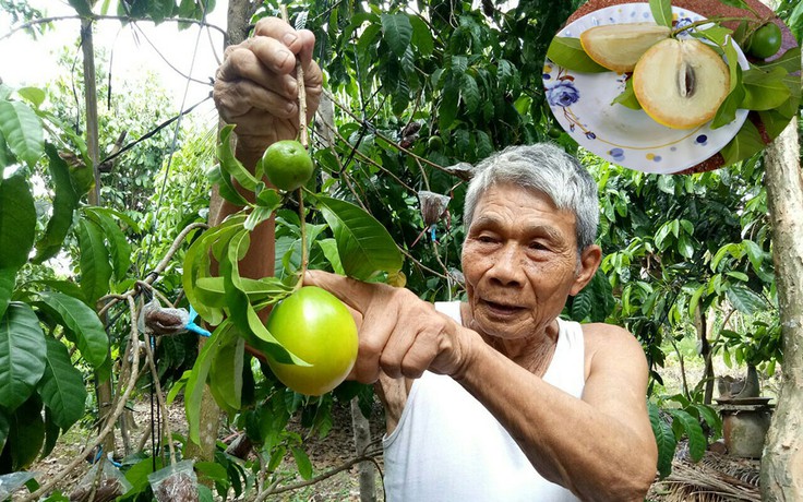 Triển vọng vú sữa vàng ở miền Tây