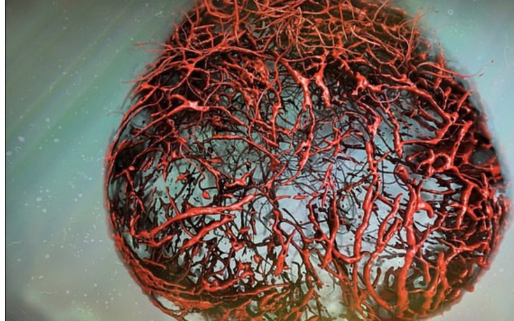 Đột phá: Phát triển thành công mạch máu 3D giúp chữa trị bệnh