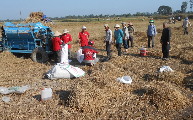 Thuê ruộng làm lúa giúp người nghèo