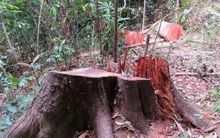 Tàn sát gỗ quý ở nơi được bảo vệ nghiêm ngặt nhất