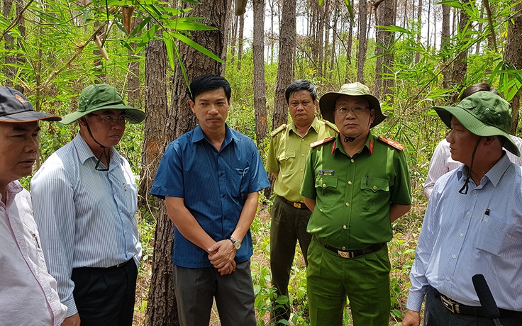 Lập chuyên án truy tìm thủ phạm 'đầu độc' rừng thông