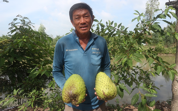 Thu tiền tỉ từ vườn mãng cầu xiêm