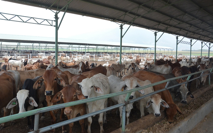 Phát triển chăn nuôi gia súc ăn cỏ