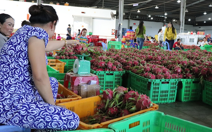 Góc nhìn phóng viên: Nỗi lo đầu ra của thanh long Bình Thuận