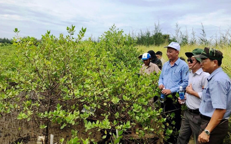 Lá chắn xanh giữ đất lành