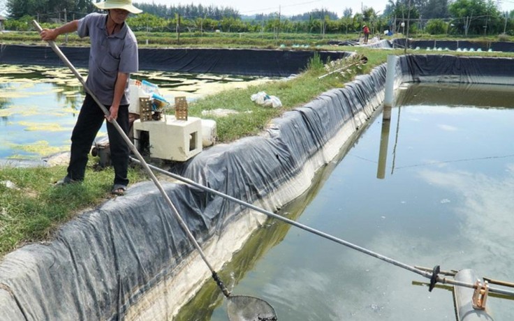 Quảng Ngãi tiêu hủy nhiều hồ tôm bị bệnh