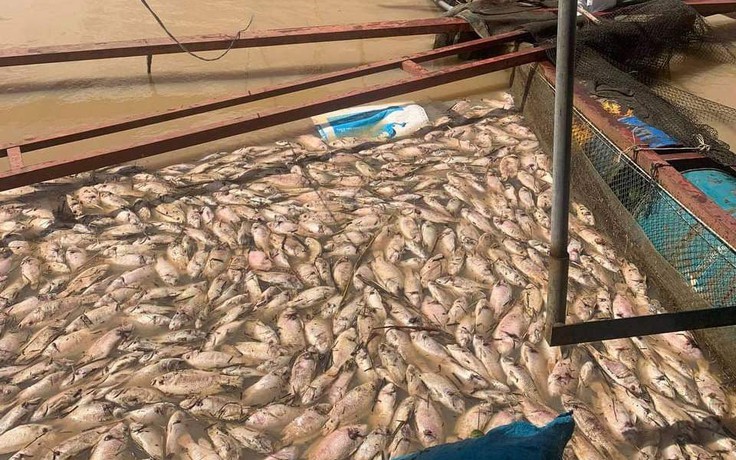 Thiệt hại hơn 1.600 tấn cá nuôi do lũ sông dâng cao