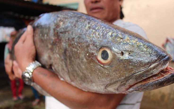 Ngư dân Quảng Ngãi nghi bắt được cá sủ vàng nặng 18 kg