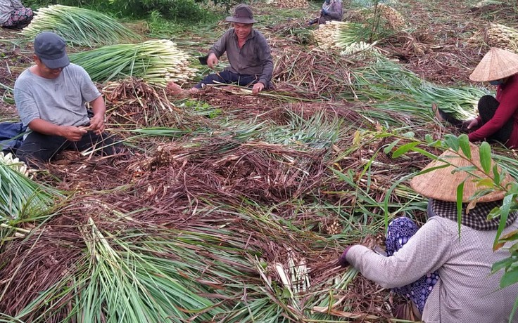 Nóng trên mạng xã hội: Lão nông miền Tây tặng cả vườn sả cho người TP.HCM