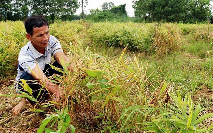 Thấp thỏm vụ Tết: Trắng tay mùa gừng