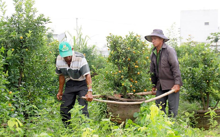 Thủ phủ quất cảnh lo... mất tết