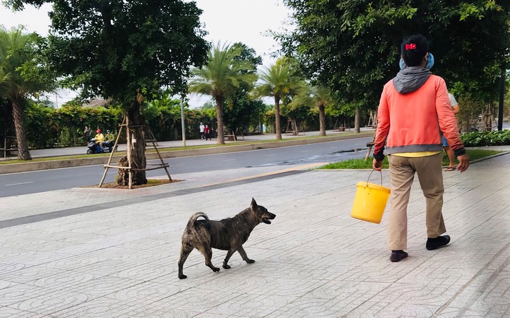 Chó thả rông là nguồn nguy hiểm, sao mãi loay hoay xử lý?