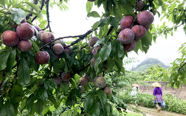 Mận hậu nở rộ trên cao nguyên Mộc Châu từ vườn nhà đến vạt rừng, thung lũng...