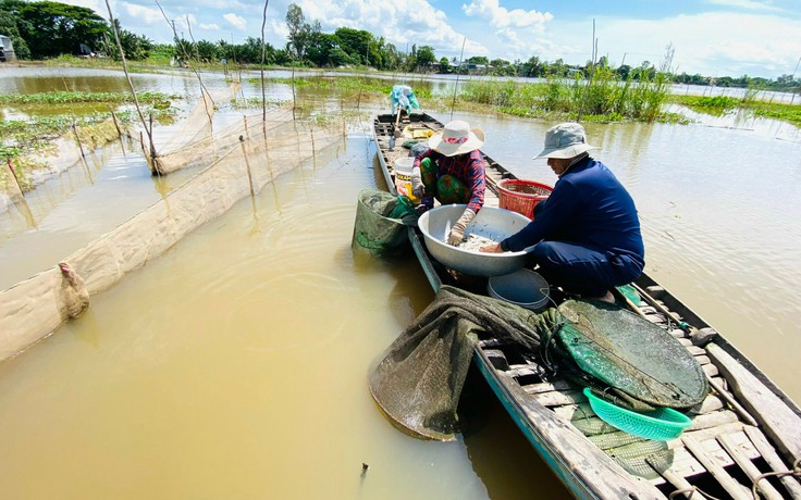 Nước sông Mê Kông hụt 60% ngay mùa lũ