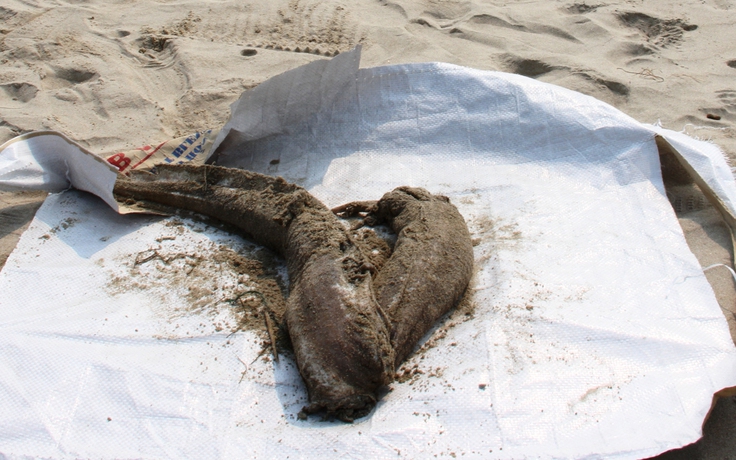 Cá chết dạt vào biển Đà Nẵng