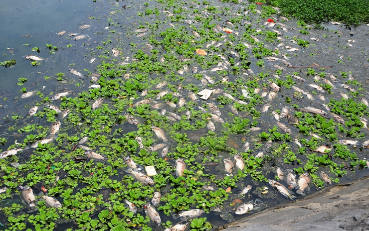 Đà Nẵng tái diễn tình trạng cá chết ở hồ