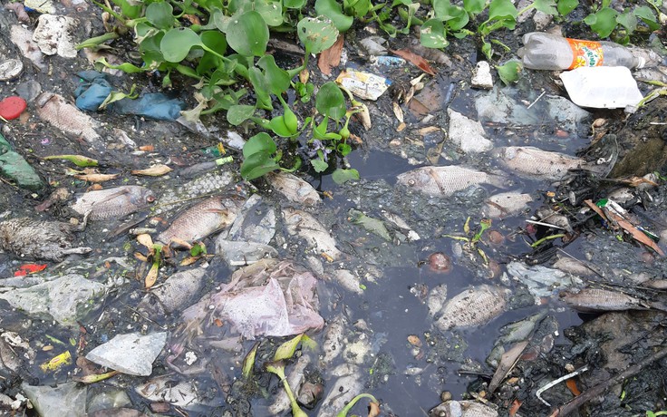 Cá chết nổi đầy kênh ở Đà Nẵng, mùi hôi thối 'tấn công' khu dân cư