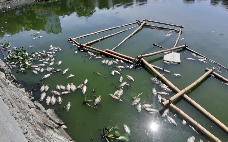 Đà Nẵng: Cá chết ở nơi ông Dũng 'lò vôi' từng dự kiến xử lý ô nhiễm